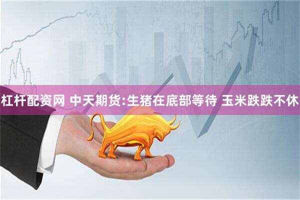 杠杆配资网 中天期货:生猪在底部等待 玉米跌跌不休